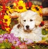 Chiot labrador dans les fleurs