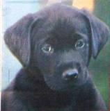 Tête de chiot labrador noir