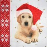 Labrador au bonnet de noël